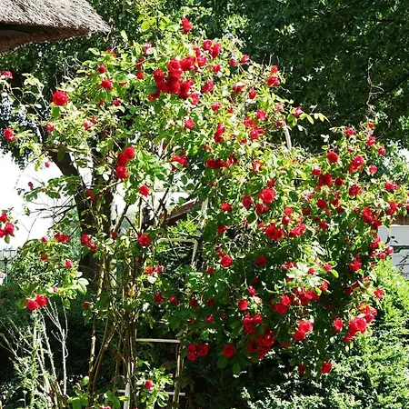 Apartment Idyllische Unter Reet Quarnbek